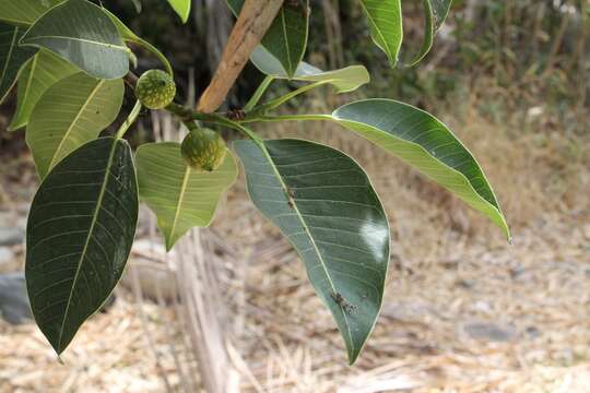 Image of Ficus insipida Willd.