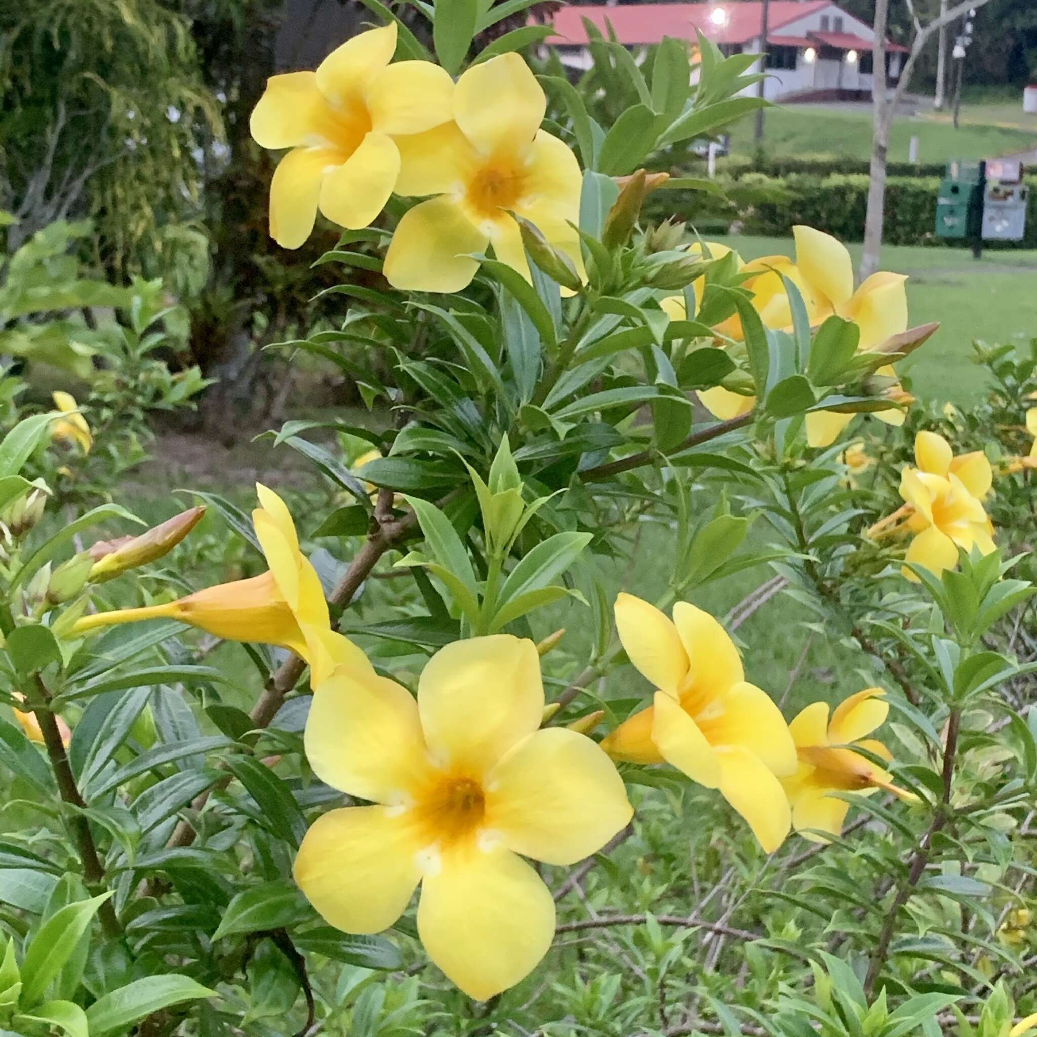 Image of bush allamanda