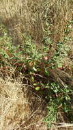 Image of seacliff buckwheat