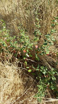 Image of seacliff buckwheat