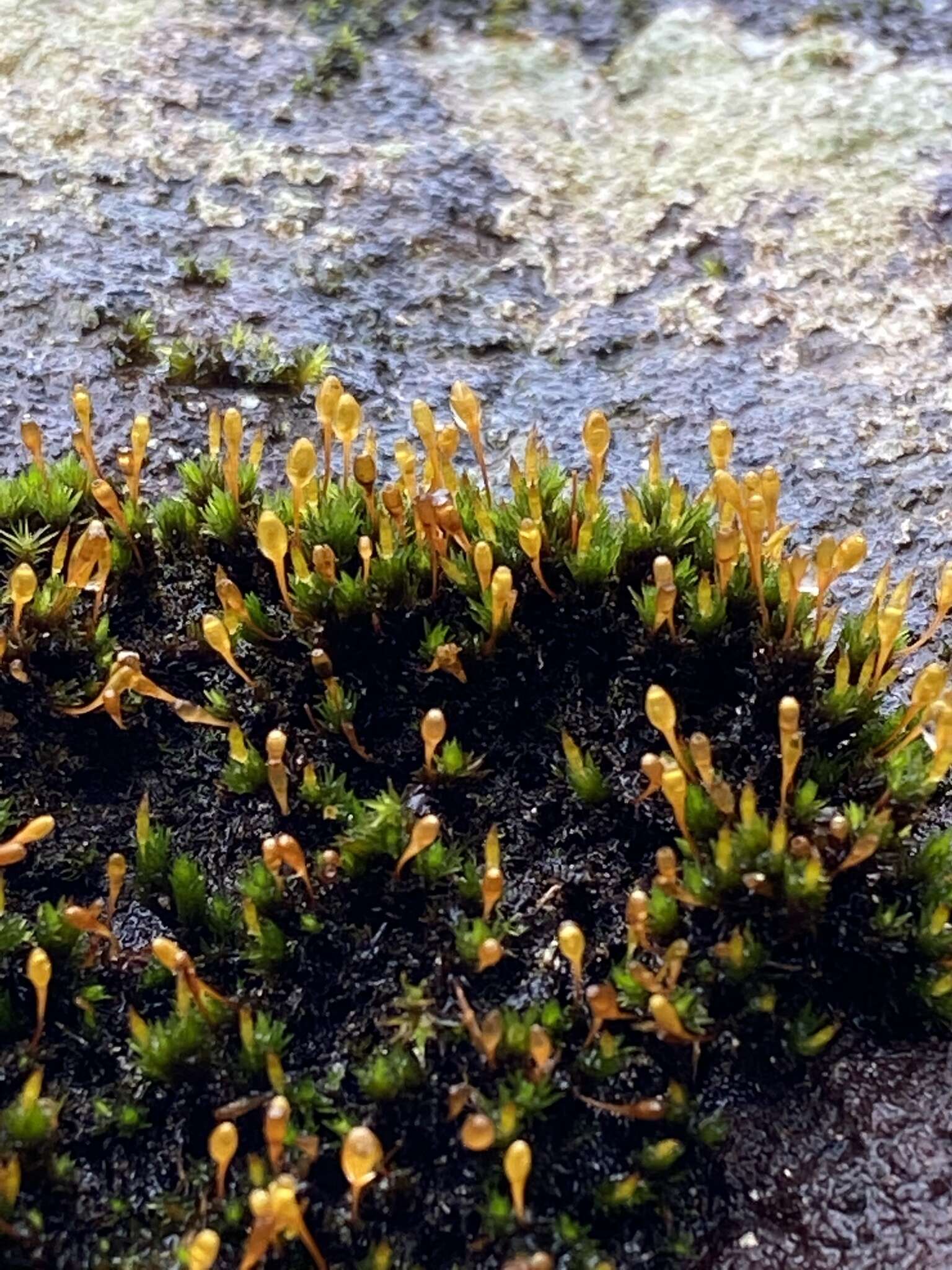 Image of Hutchins' ulota moss