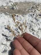 Image of Tecopa Salt-Bird's-Beak