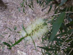 Image of Melaleuca shiressii (Blakely) Craven