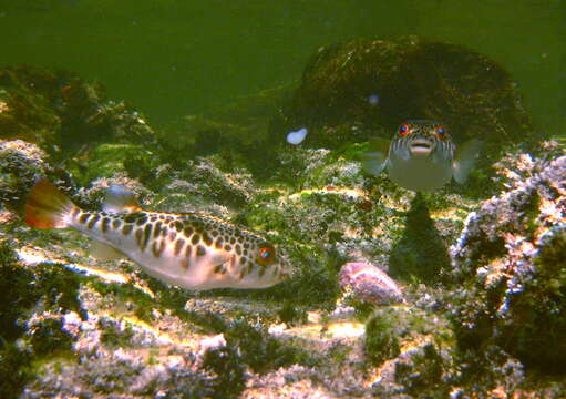 Image of Smooth Toadfish