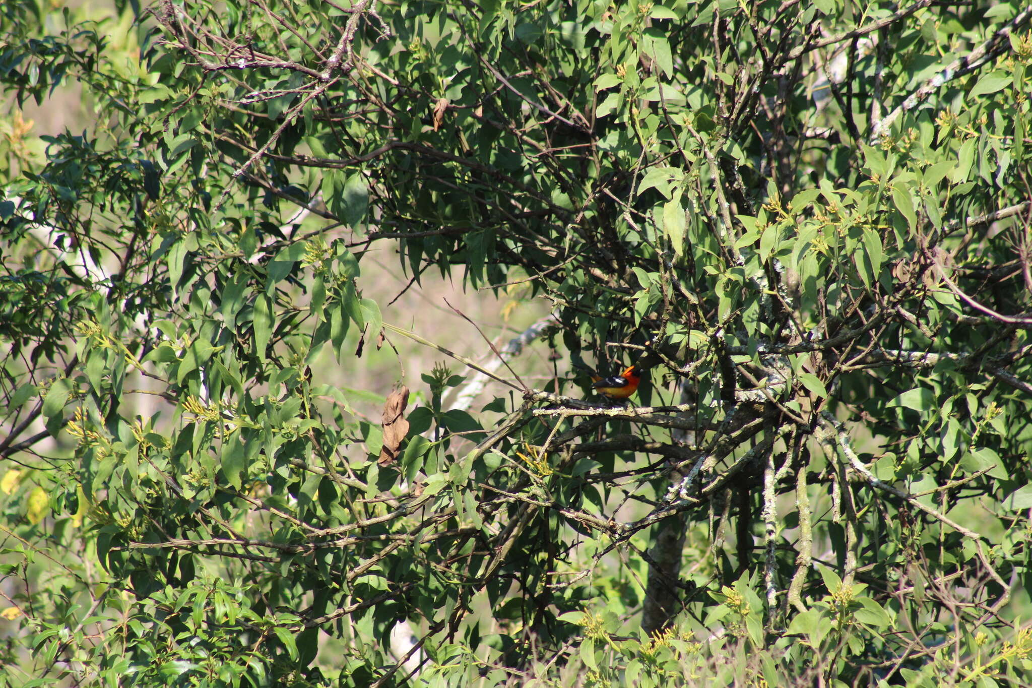 Image of White-winged Tanager