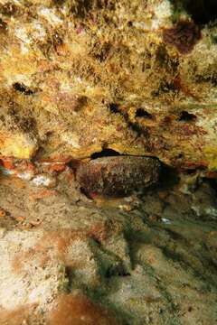 Image of Blacklip abalone