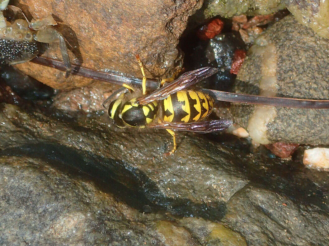 Image of Western Yellowjacket