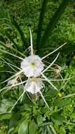 Image of spring spiderlily
