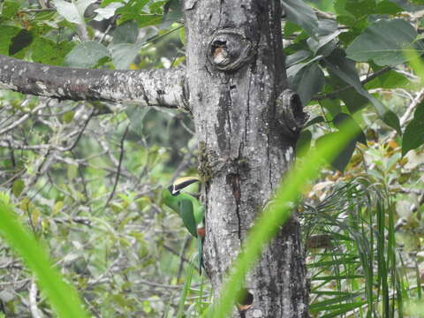 Image of Greyish-throated Toucanet