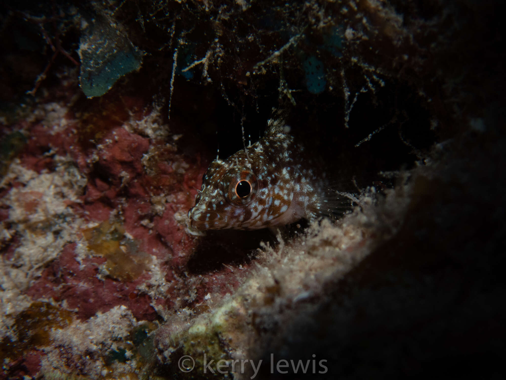 Image of Rosy Blenny