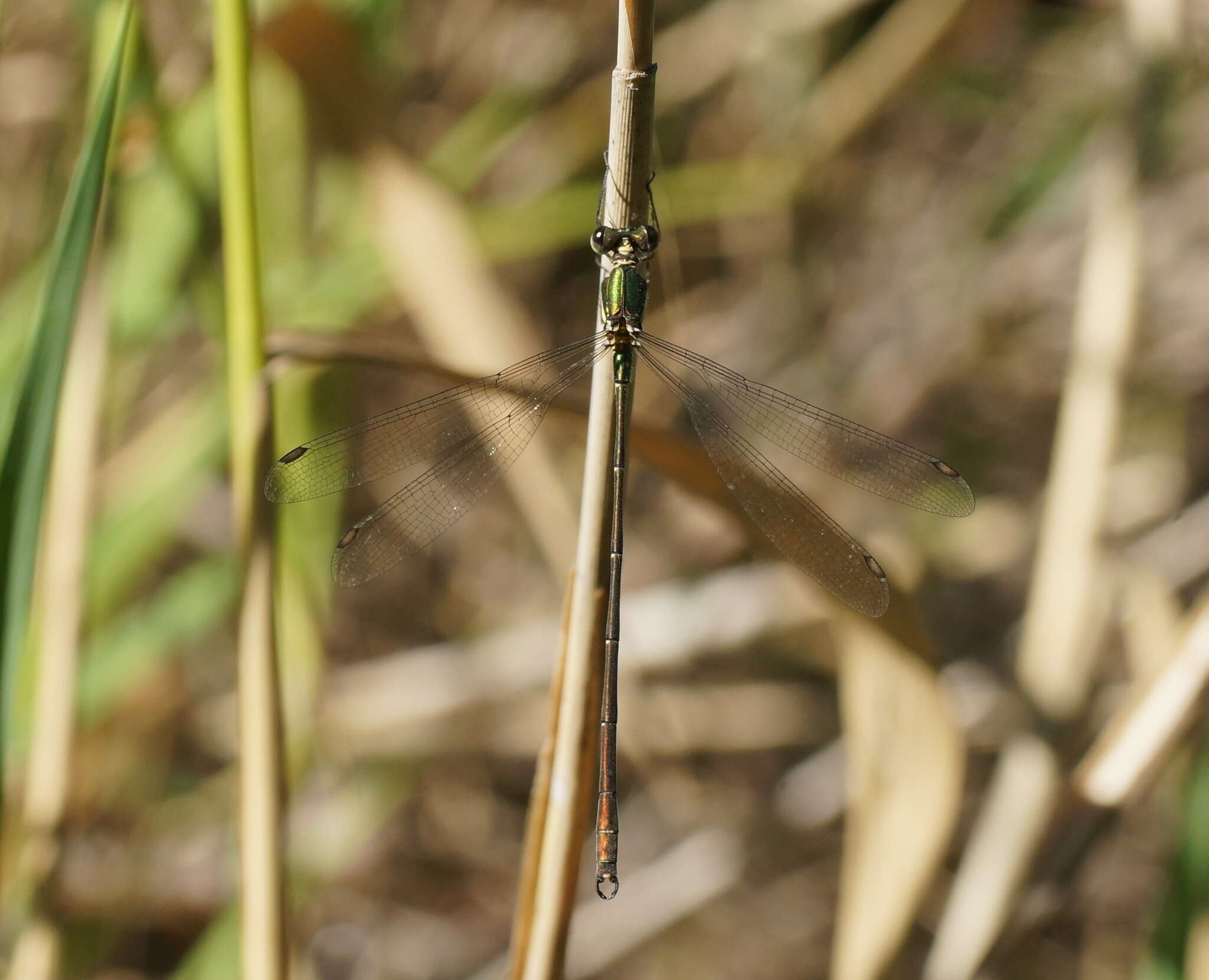 Image of Synlestes weyersii Selys 1868