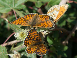 Imagem de Melitaea celadussa Fruhstorfer 1910