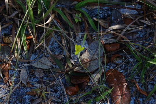 Image of fringed yellow star-grass