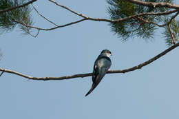 Image of Grey-rumped Treeswift