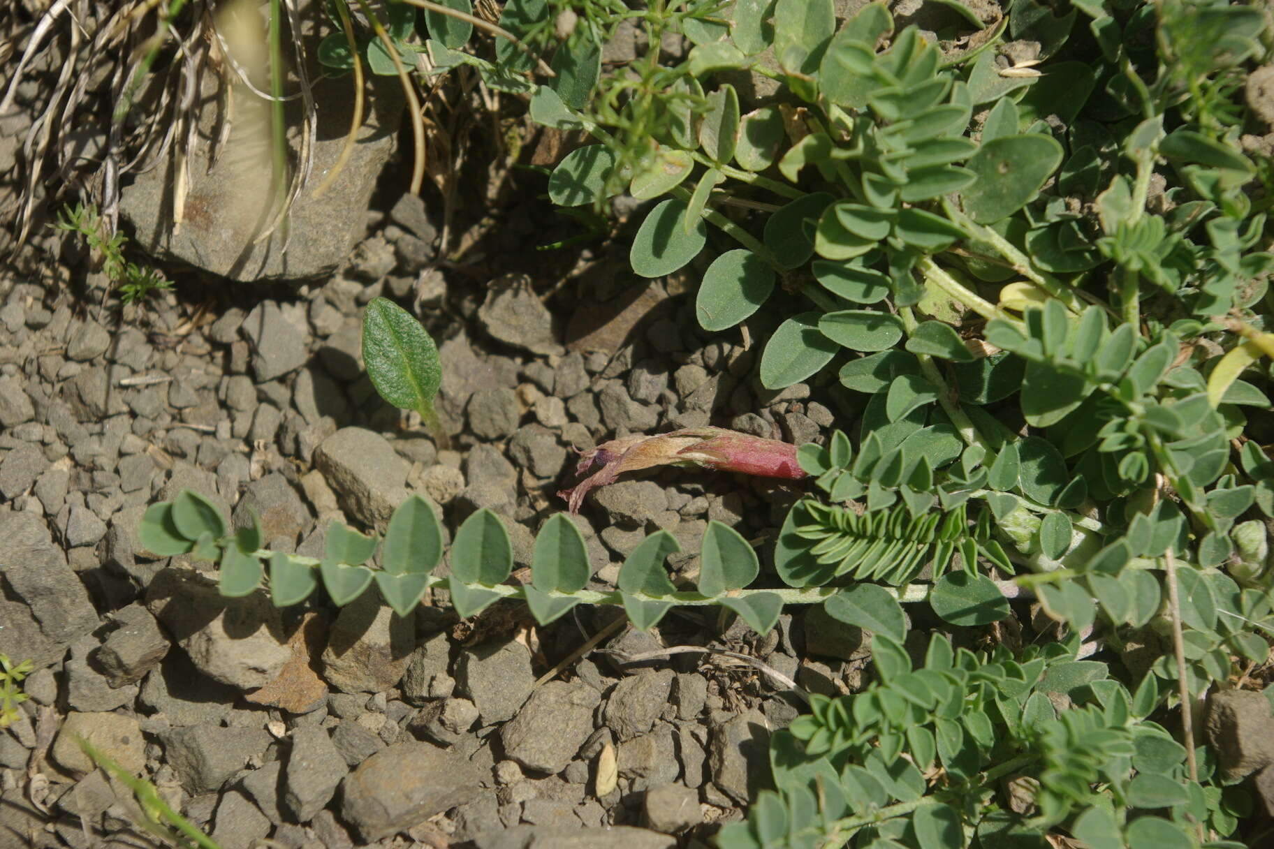 Image of Astragalus charadzeae