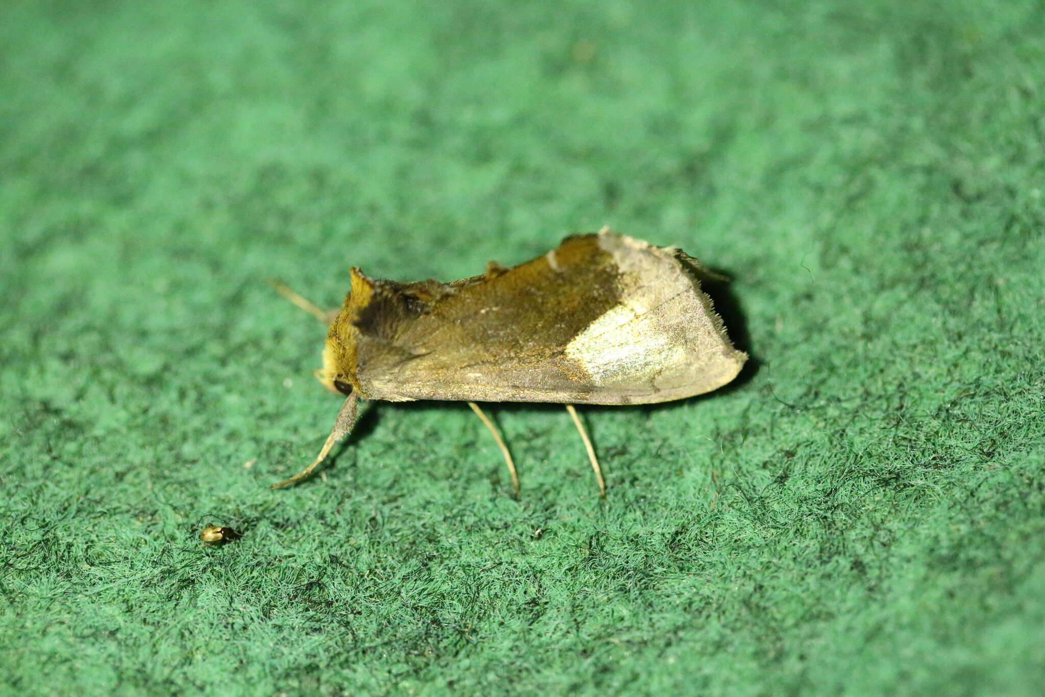 Image of scarce burnished brass