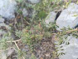 Imagem de Dalea bicolor Willd.