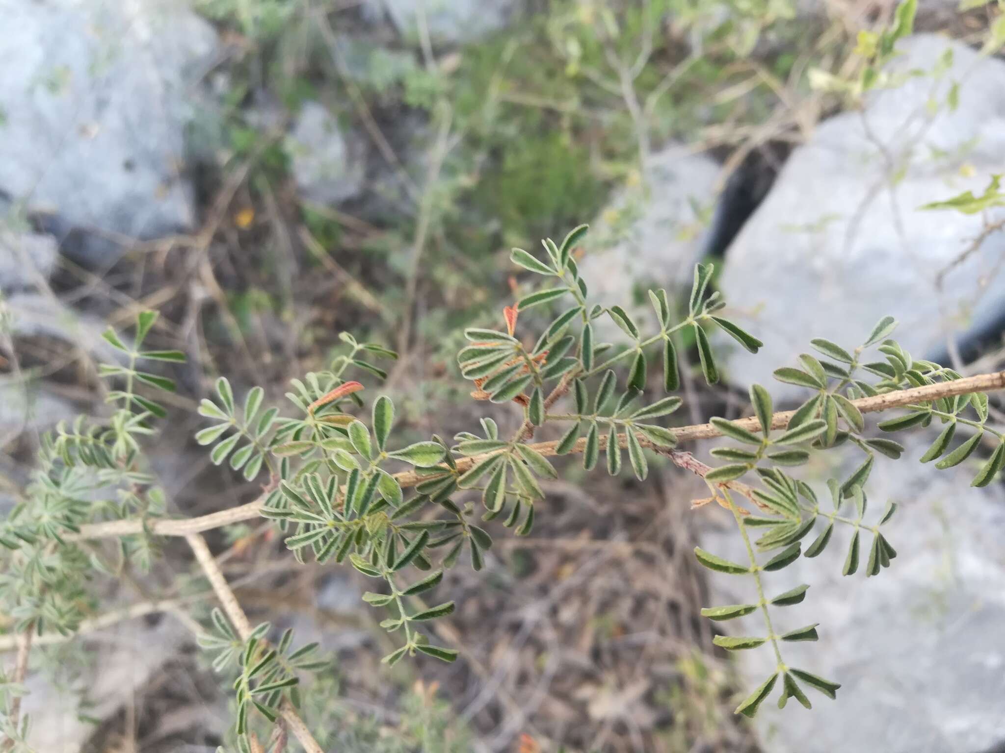 Imagem de Dalea bicolor Willd.