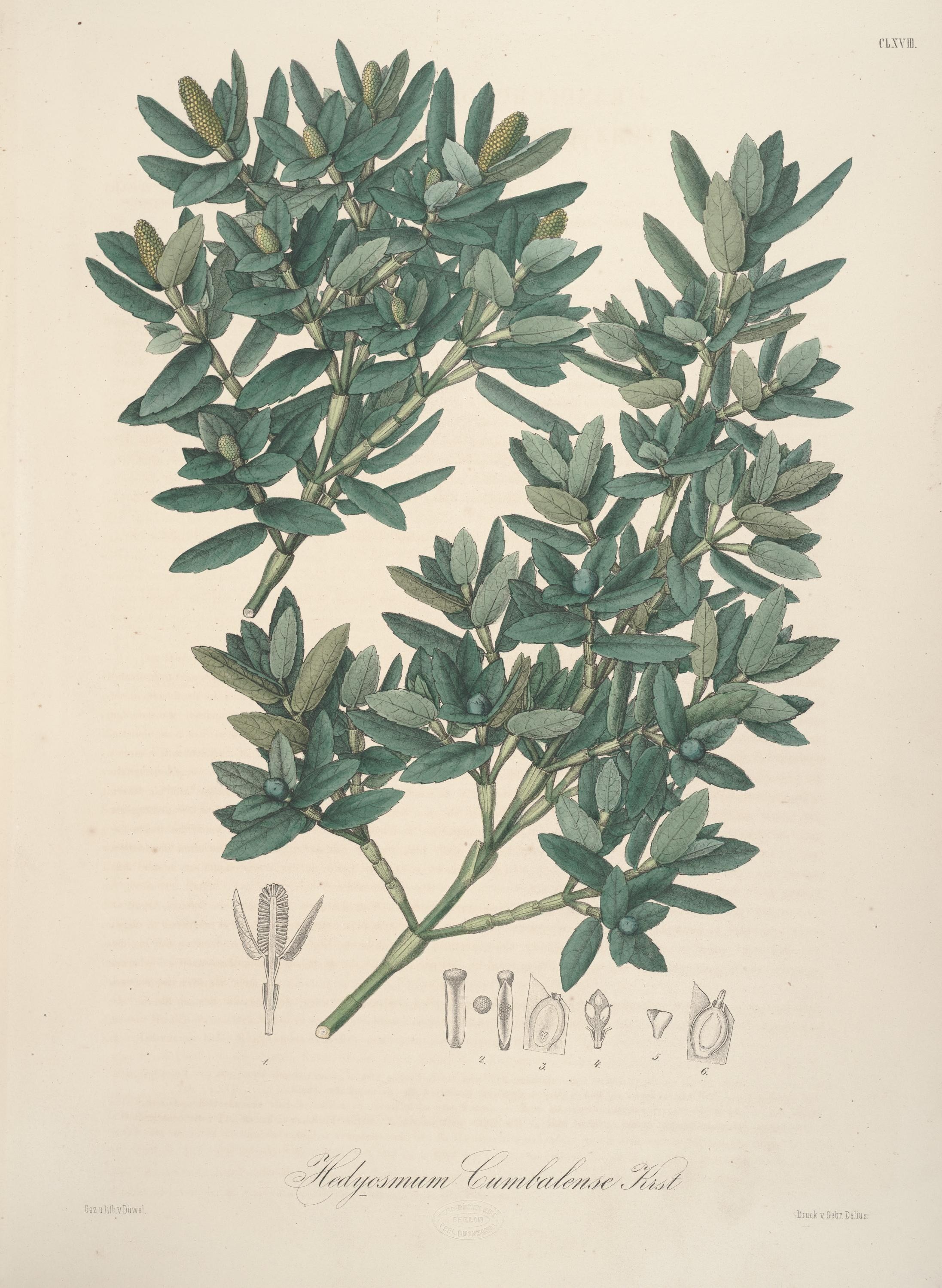 Image of hedyosmum