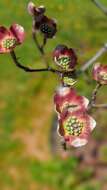 Image of Cornus florida var. florida