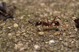 Image of Aphaenogaster famelica (Smith 1874)