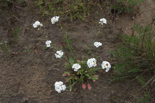 صورة Arabidopsis lyrata subsp. petraea (L.) O'Kane & Al-Shehbaz