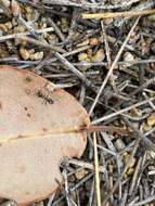 Image of Iridomyrmex conifer Forel 1902