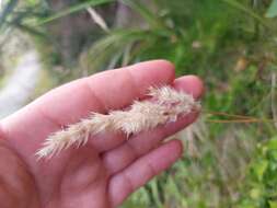 Rytidosperma gracile (Hook. fil.) Connor & Edgar resmi