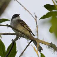 Image of White-throated Tyrannulet