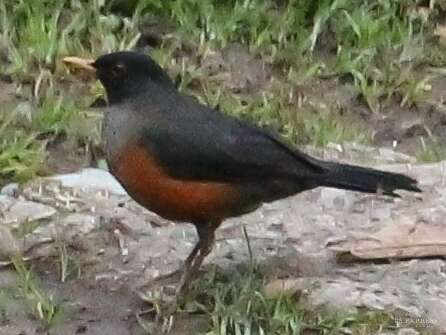 Image of Chestnut-bellied Thrush