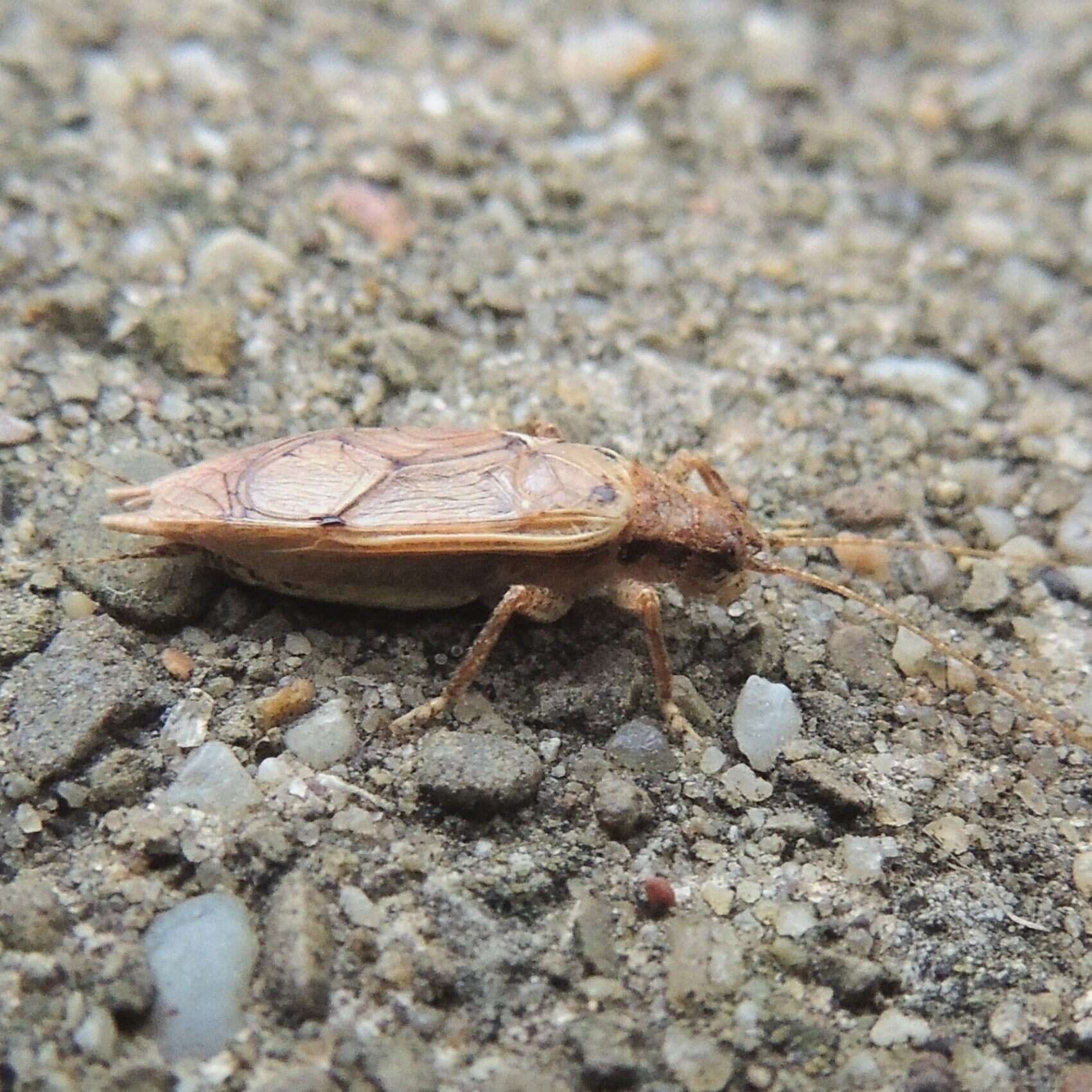 Image of Jumping Bush Cricket