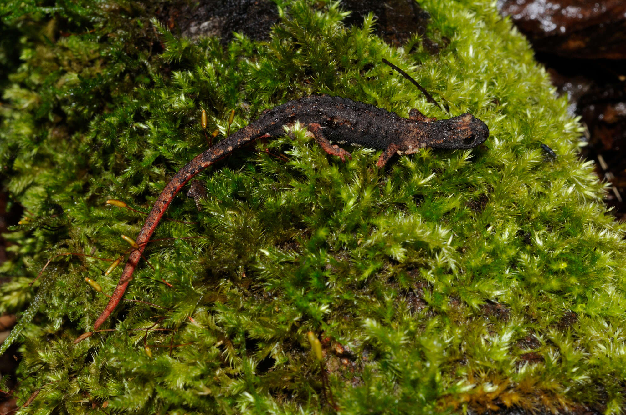 Image of spectacled salamander