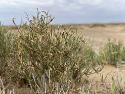 Image of Ephedra przewalskii Stapf