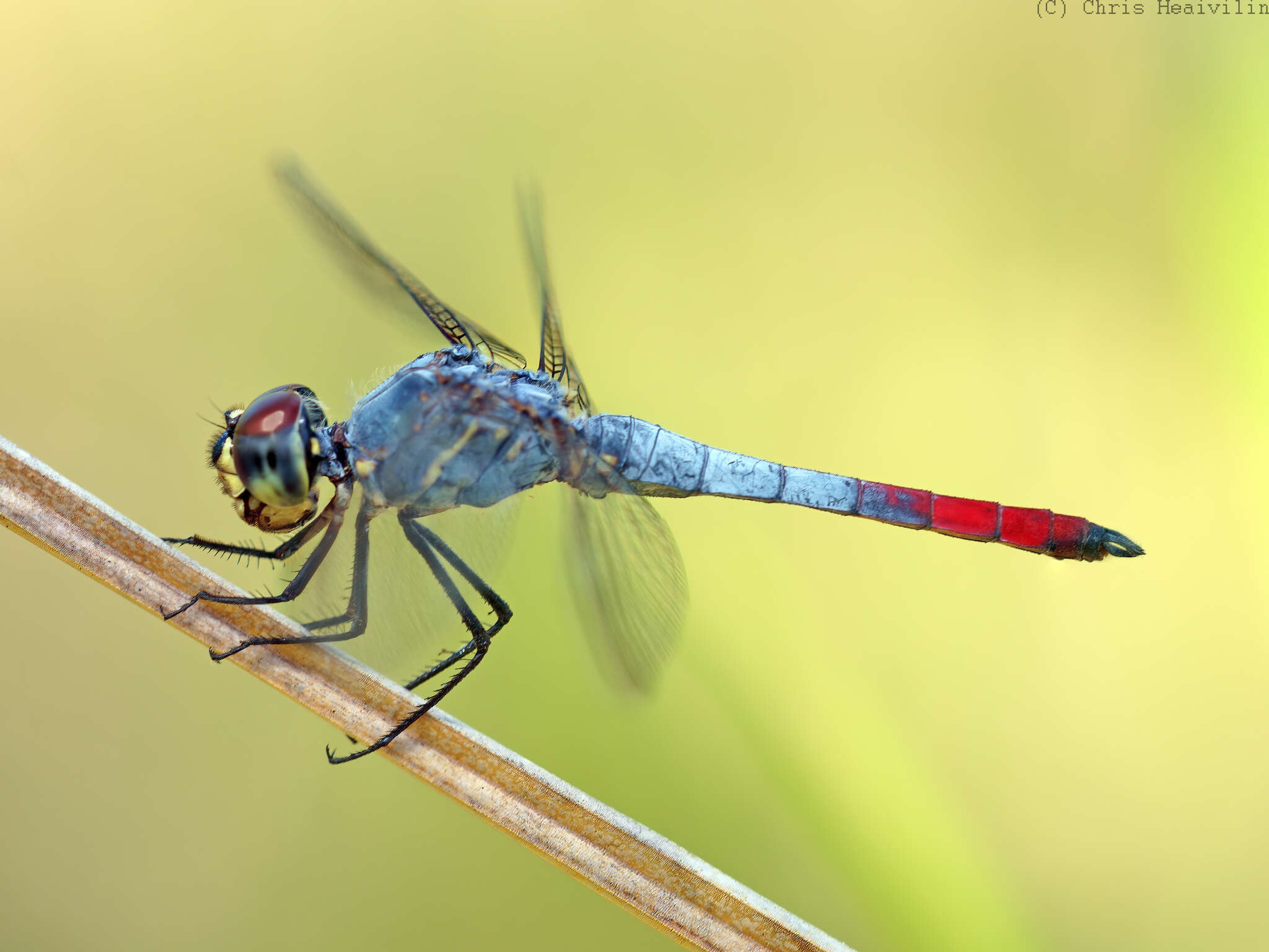 Image of Notolibellula bicolor Theischinger & Watson 1977