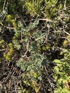 Coronilla valentina subsp. valentina resmi