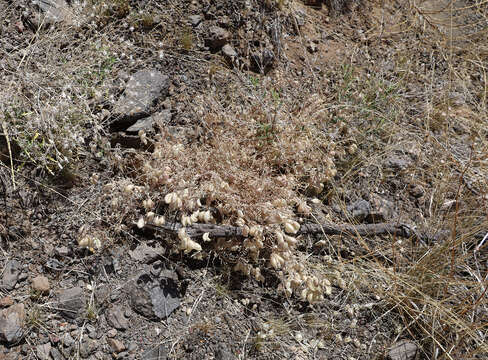 Image of halfmoon milkvetch