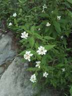 Image of hammock shrubverbena