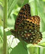 Image of Aphrodite Fritillary