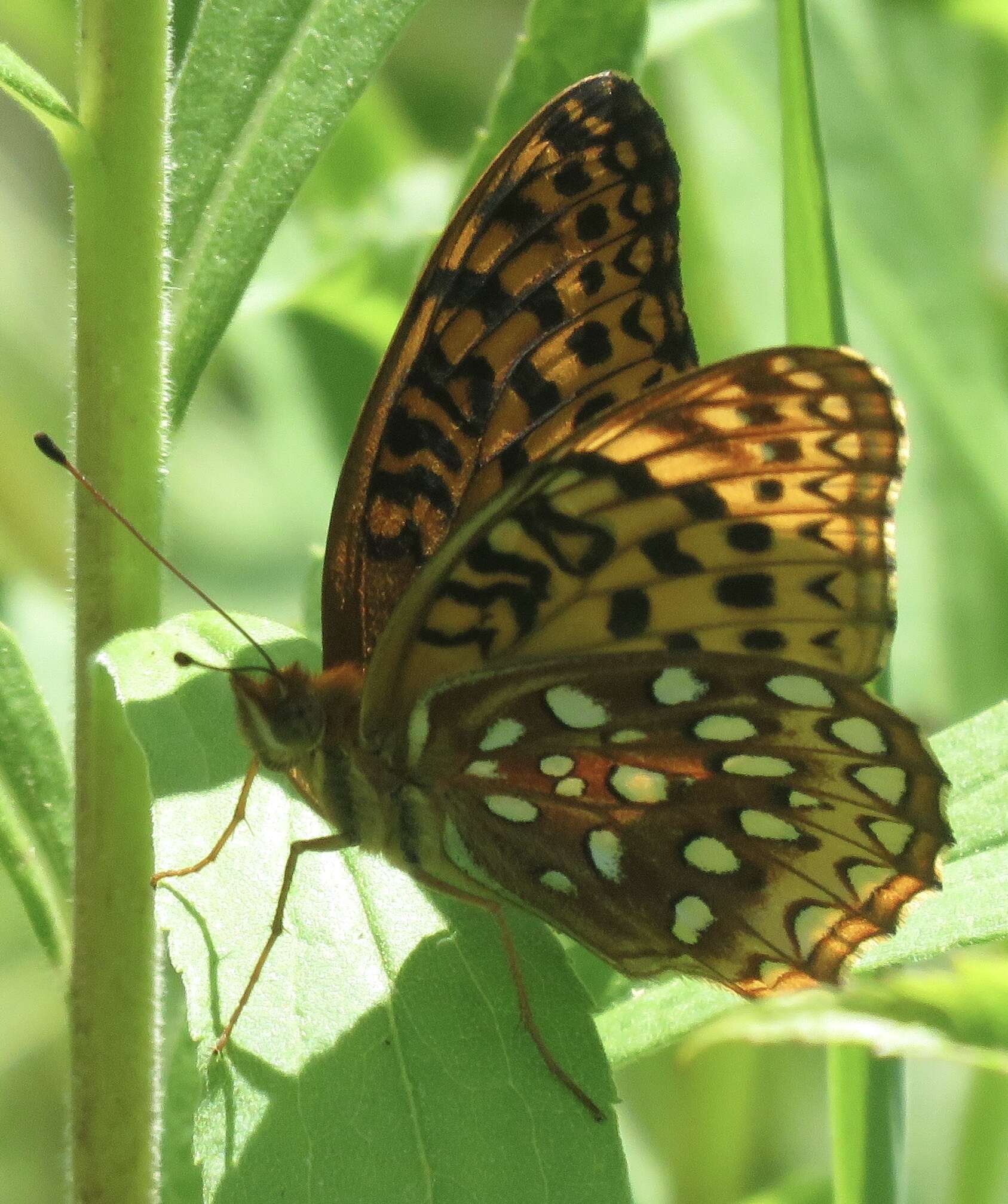 Image of Aphrodite Fritillary