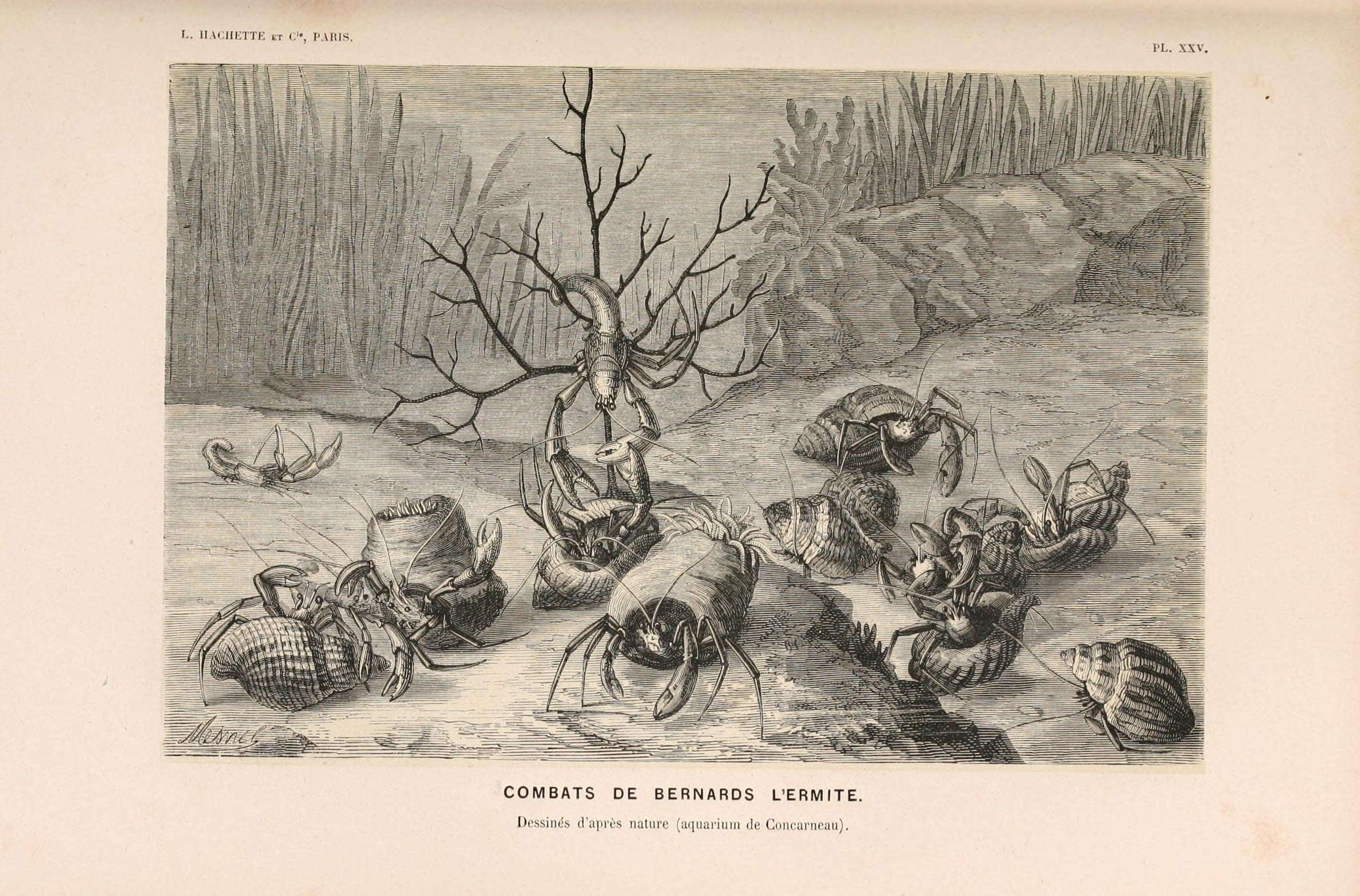 Image of Hermit Crabs