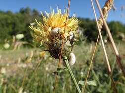 Plancia ëd Centaurea collina L.