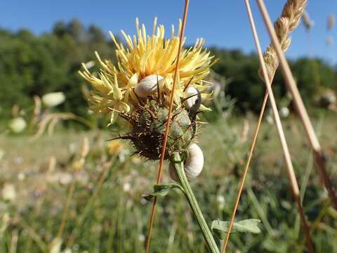 Plancia ëd Centaurea collina L.