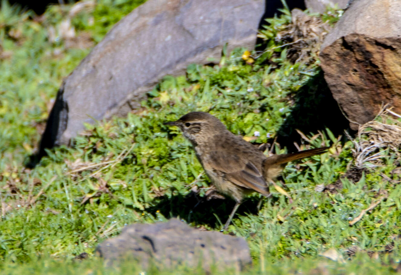 Image of Streak-throated Canastero