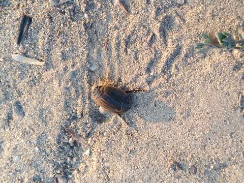 Image of Grooved Diving Beetle