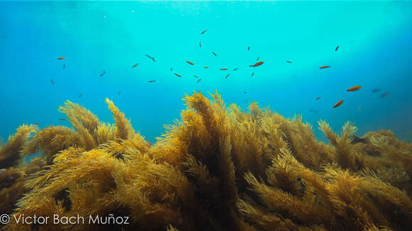 Imagem de Sargassum horneri