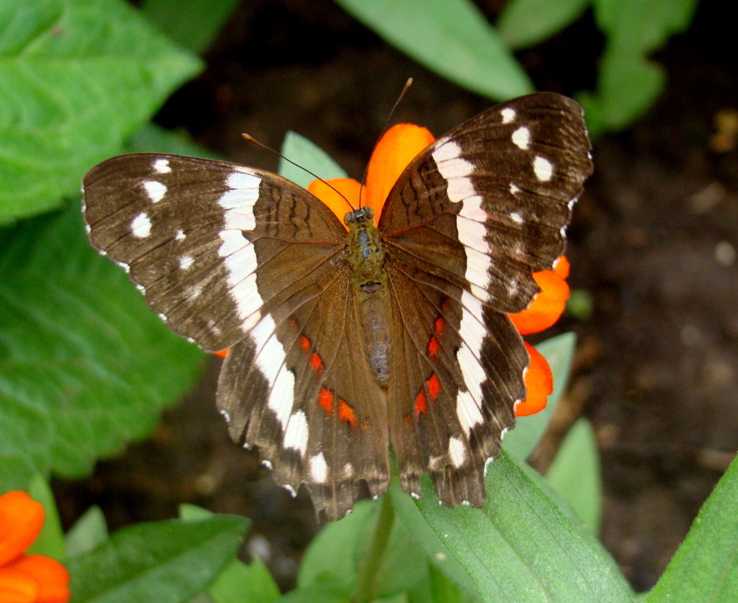 Image of Banded Peacock