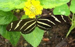 Image of Zebra Longwing