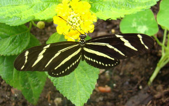 Image of Zebra Longwing