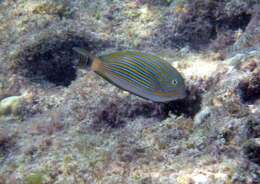 Imagem de Acanthurus lineatus (Linnaeus 1758)