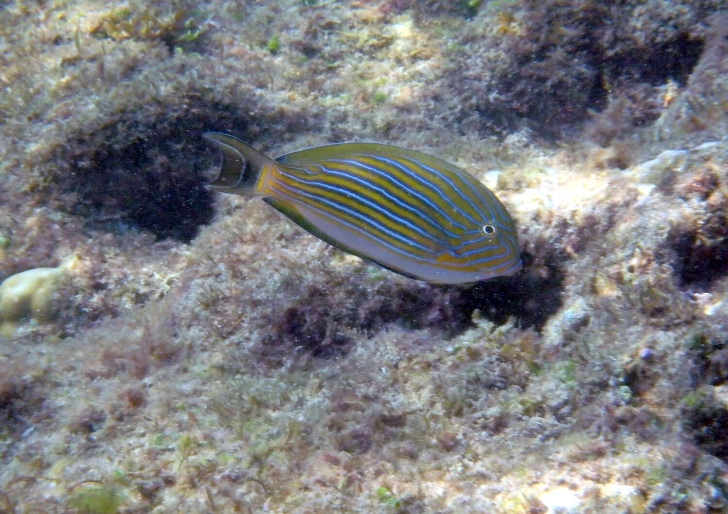 Image of Blue Banded Surgeonfish